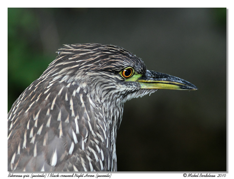 Bihoreau gris (juvnile)<br> Black-crowned night heron (juvenile)