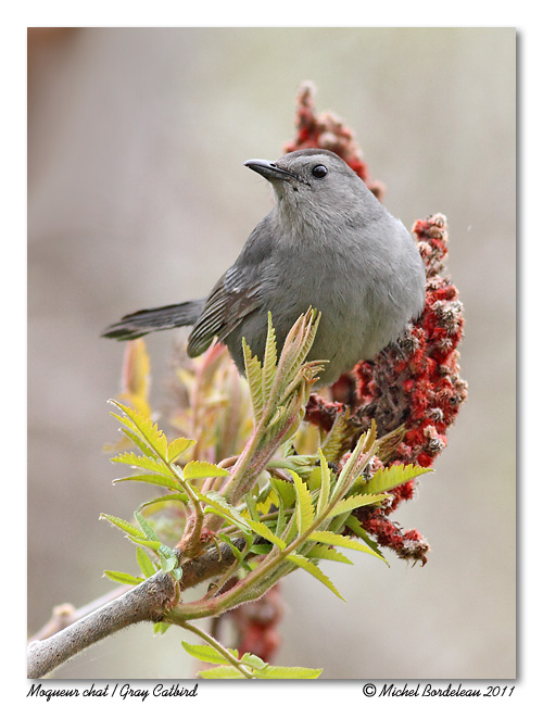 Moqueur chat <br/> Gray Catbird