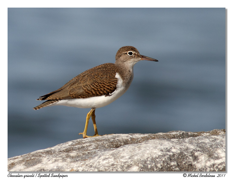 Chevalier grivel <br/> Spotted Sandpiper