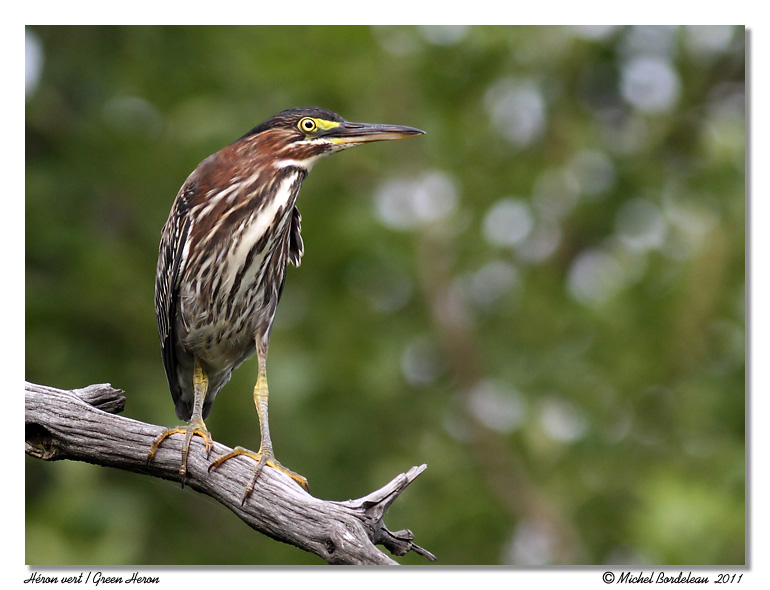 Hron vert <br/> Green Heron