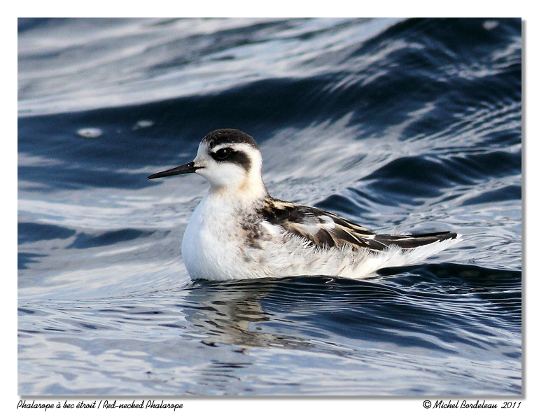 Phalarope  bec troit <br/> Red-necked Phalarope