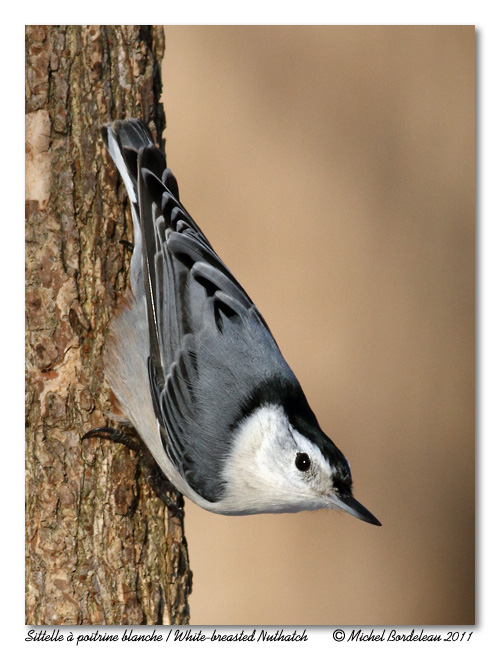 Sittelle  poitrine blanche <br/> White-breasted Nuthatch