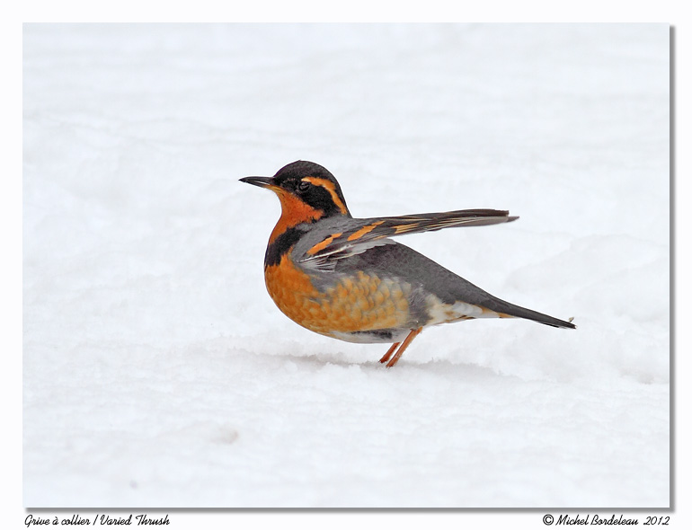 Grive  collier<br>Varied Thrush