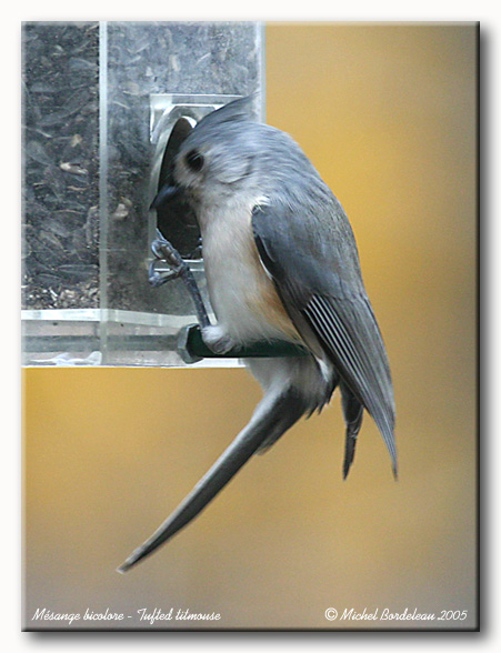 Msange bicolore - Tufted titmouse