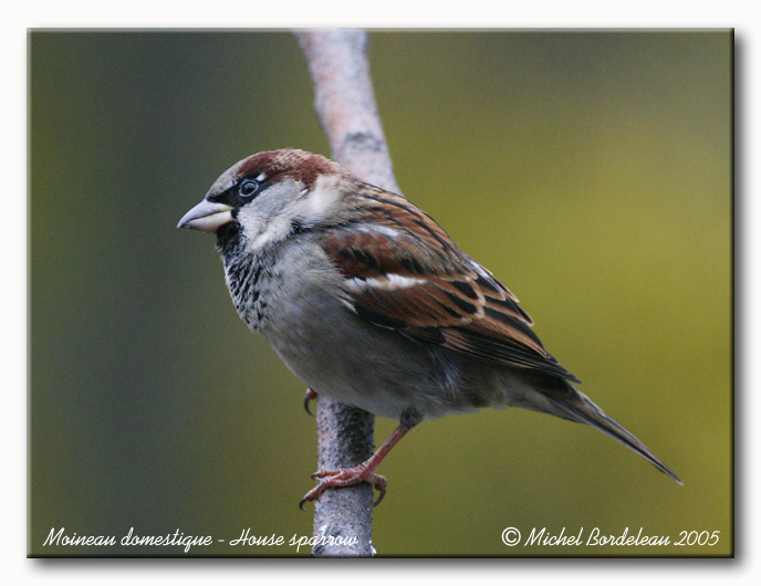 Moineau domestique - House sparrow