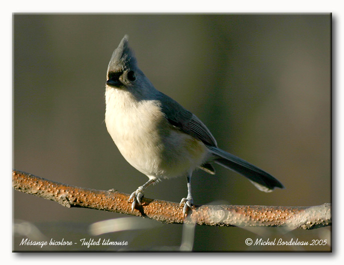Msange bicolore - Tufted titmouse