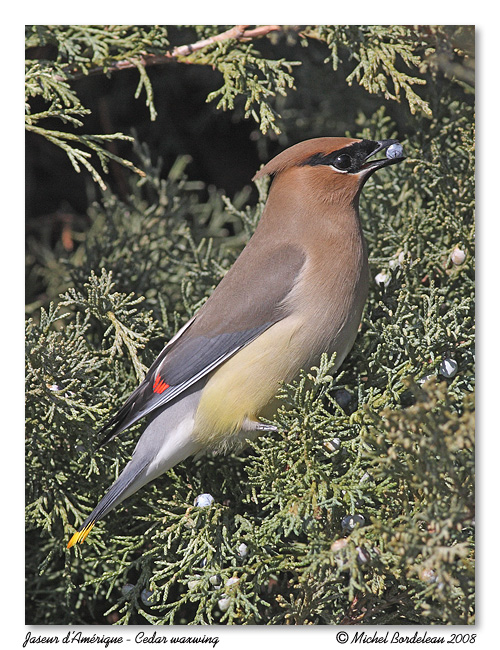 Jaseur dAmrique <br> Cedar waxwing