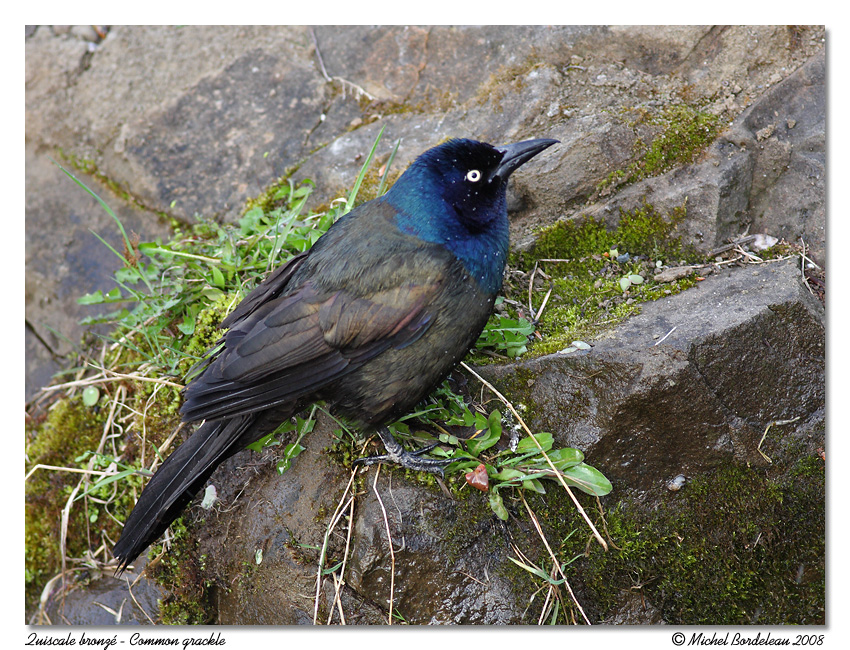 Quiscale bronz <br> Common grackle