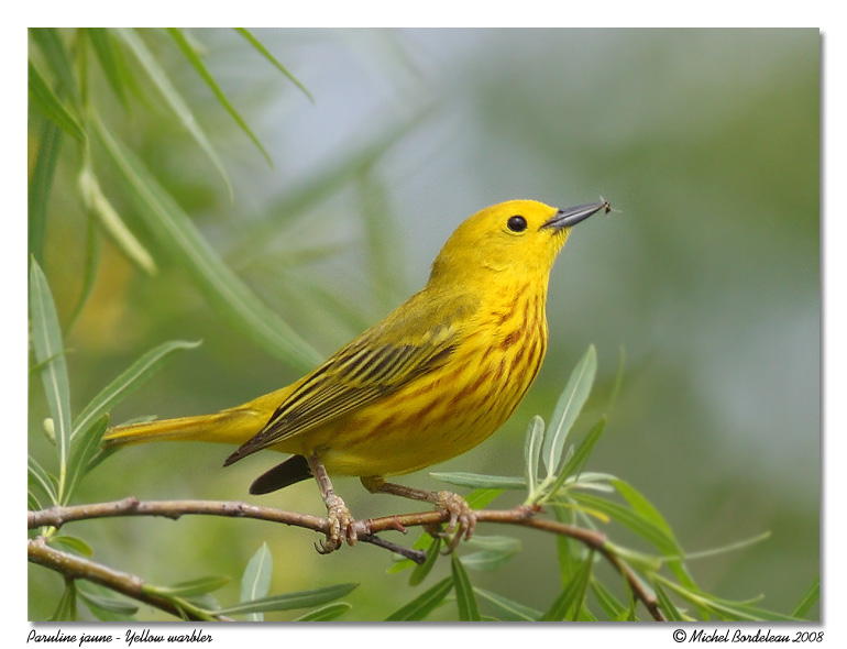 Paruline jaune <br/> Yellow warbler