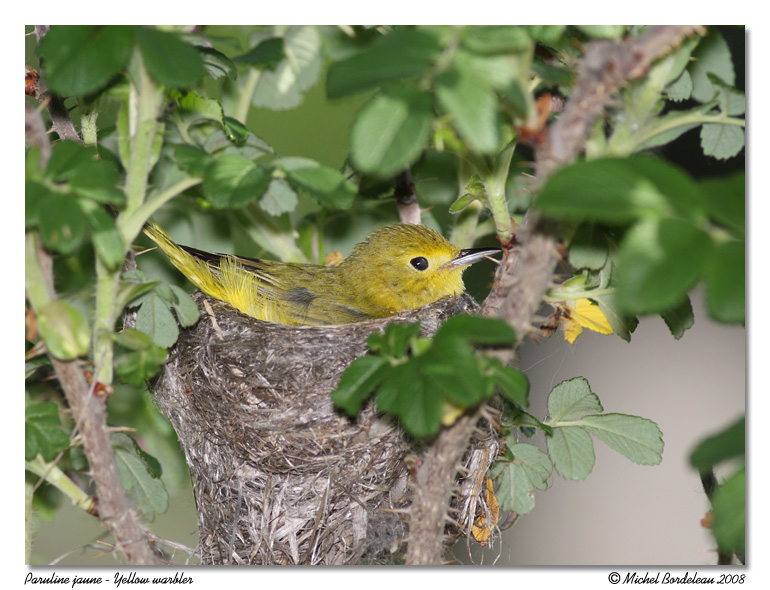 Paruline jaune <br> Yellow warbler