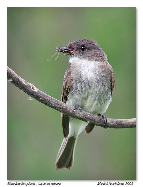 Moucherolle phbi <br/> Eastern phoebe