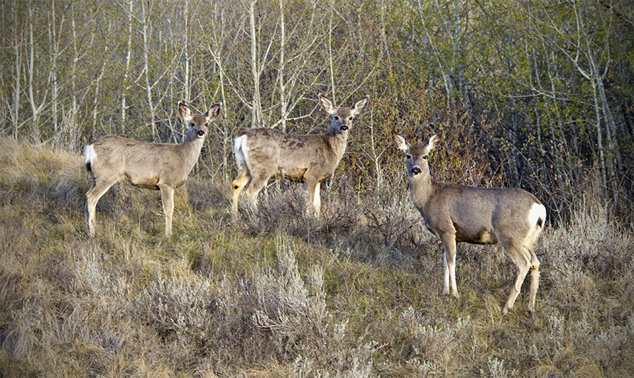 Mule Deer at Dry Island Buffalo Jump