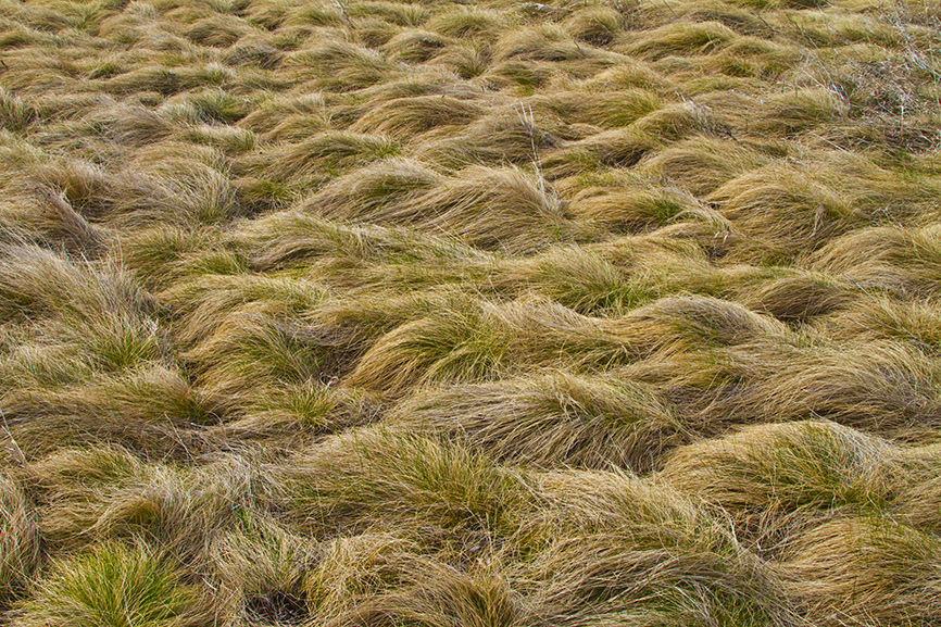 Prairie Wool