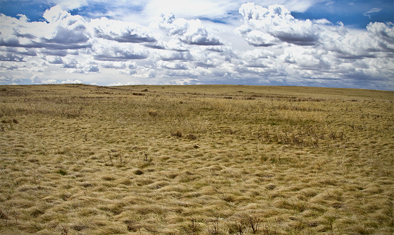Prairie Landscape