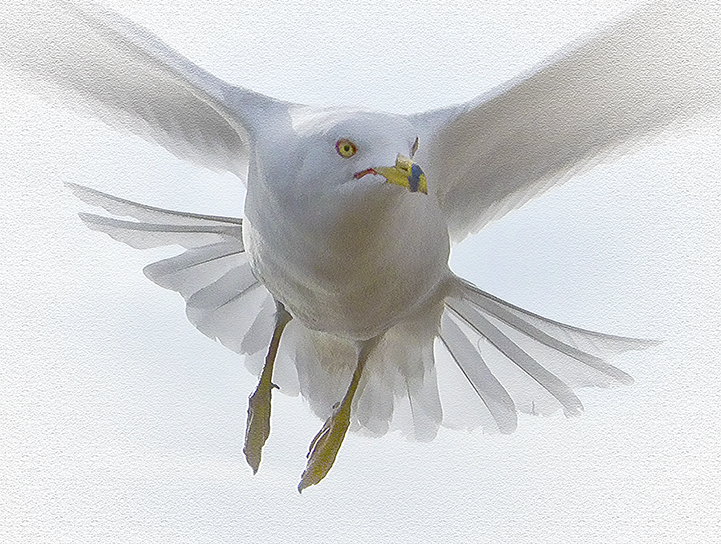 Another Gull