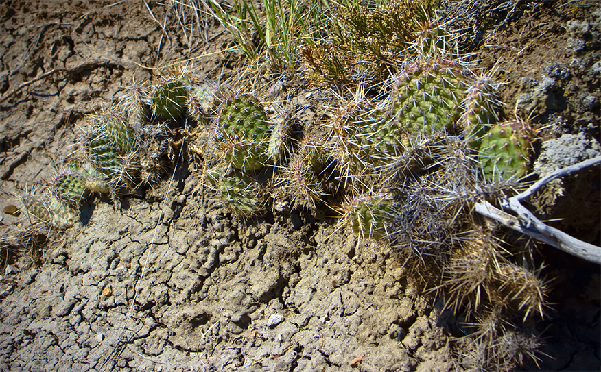 Wild Cactus