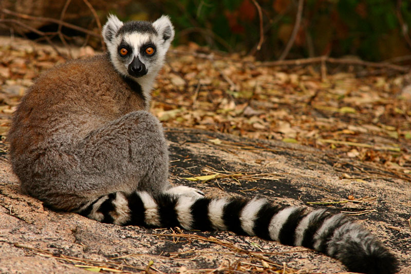 Chapter 4: Madagascar's Lemurs