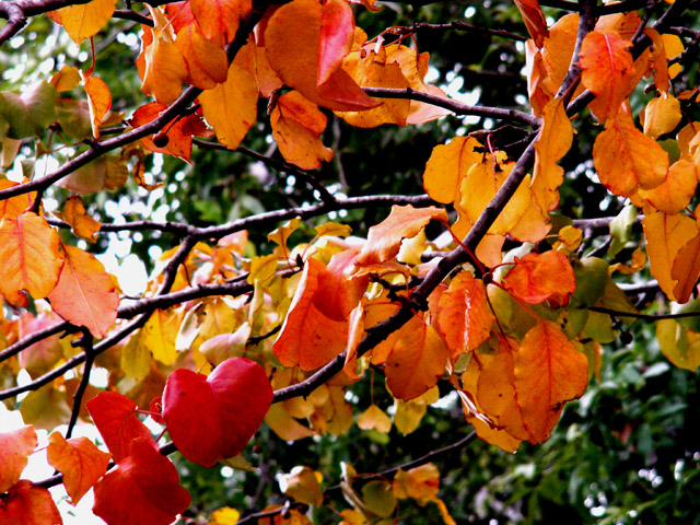 12-14-09 Rainbow Colors of Fall 3.jpg
