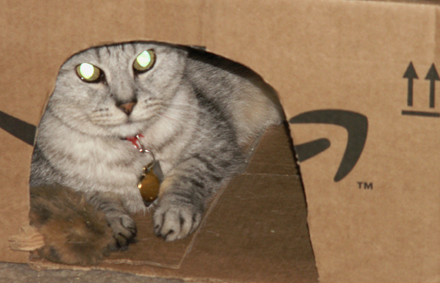 5-7-2010 Amazon Cat HouseZ6.jpg