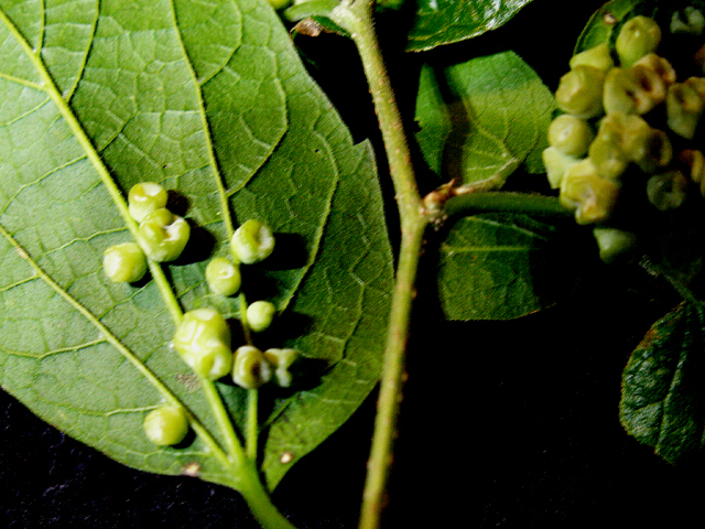 5-22-2010 Tiny Eggs 5.jpg
