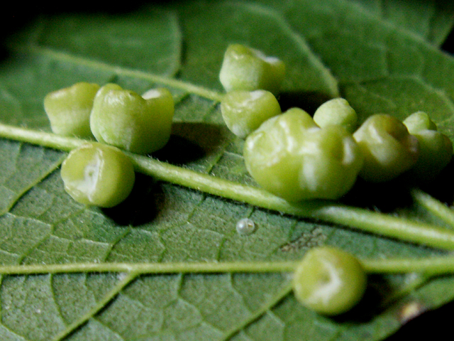 5-22-2010 Tiny Eggs 6.jpg