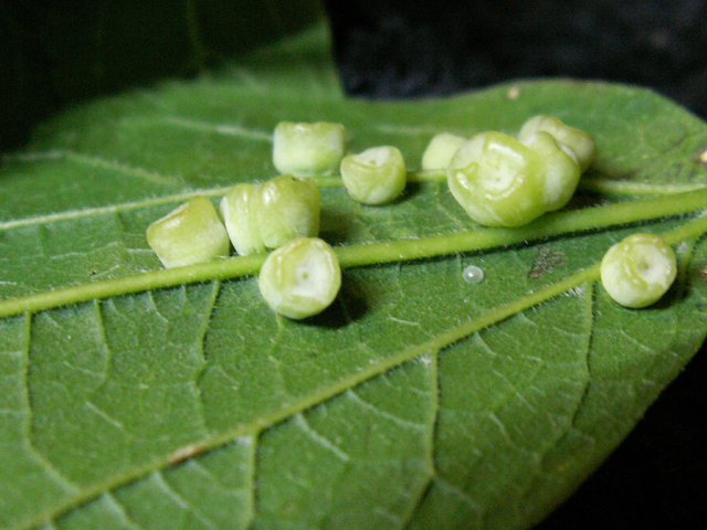 5-22-2010 Tiny Eggs 8.jpg