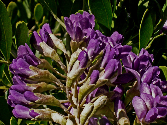 3-4-2012 Mountain Laurel Blooms 2.jpg