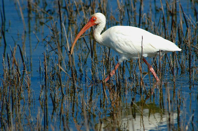 10-2005 White Ibis.JPG