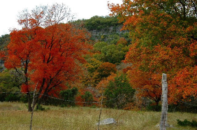 11-10-2005 Lost Maples19.JPG