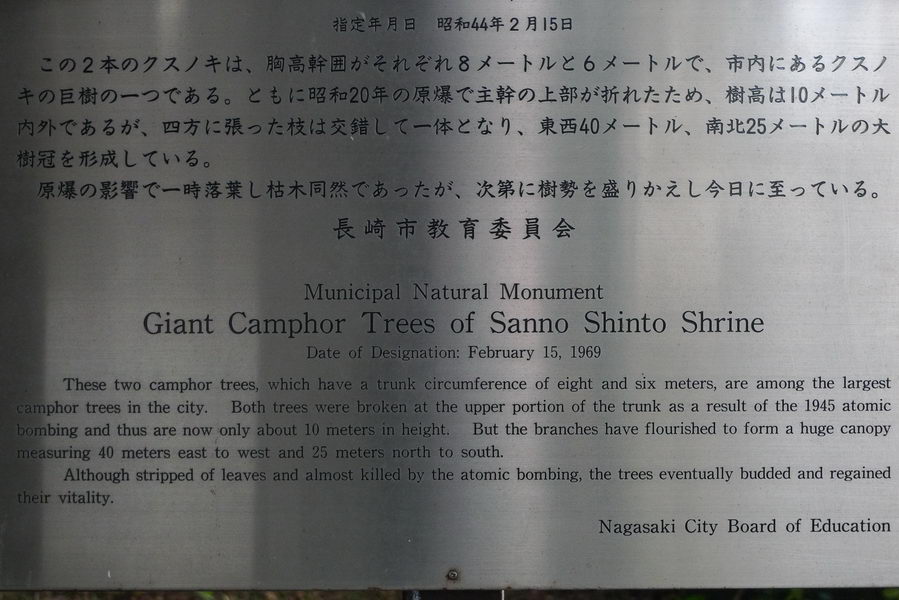 Camphor trees