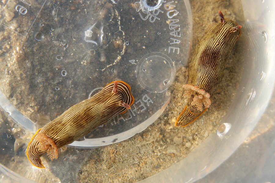 Nudibranchs (sea slugs)
