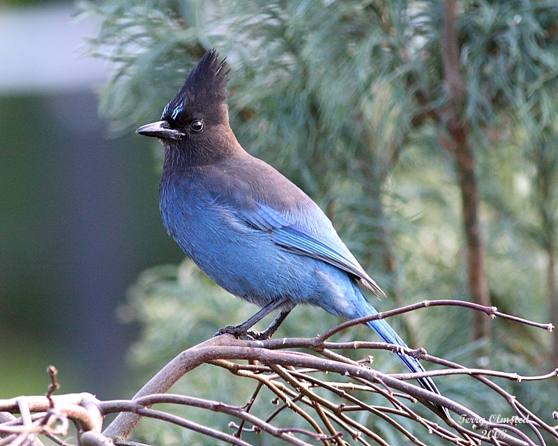 11-22-08 Stellars Jay_0462.JPG