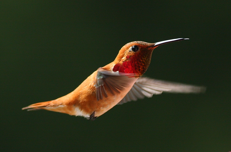 5-20-09 m rufous_5475.JPG