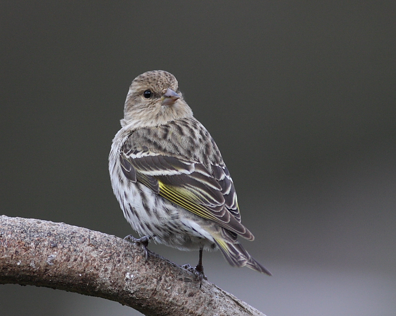 4-14-09 pine siskin_4414.JPG