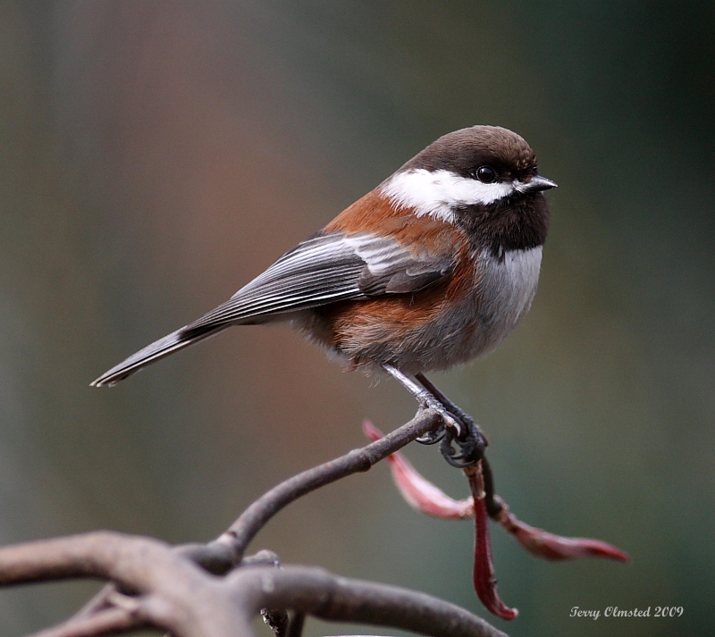 4-18-09 chestnut backed chickadee_4645.JPG