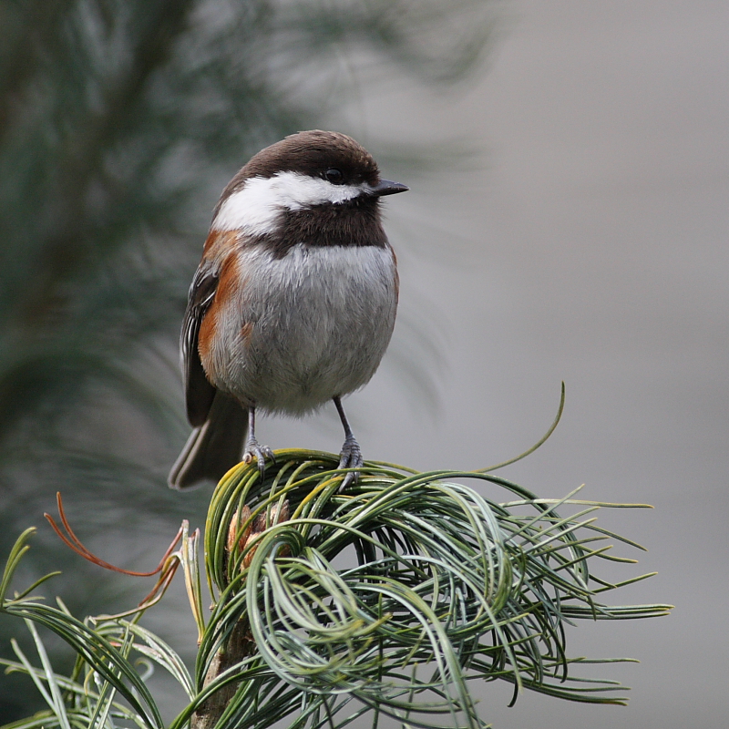 4-18-09 chestnut backed chickadee_4657.JPG