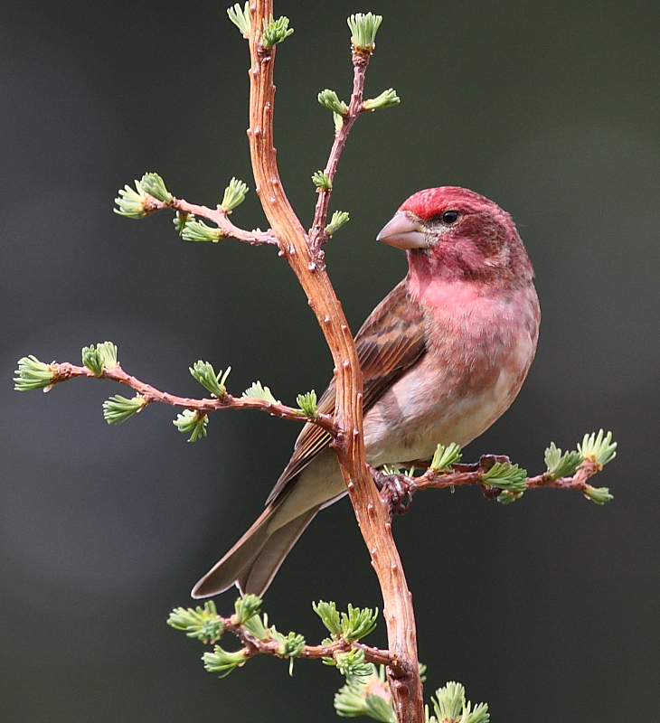 4-18-09 purple finch_4626.JPG