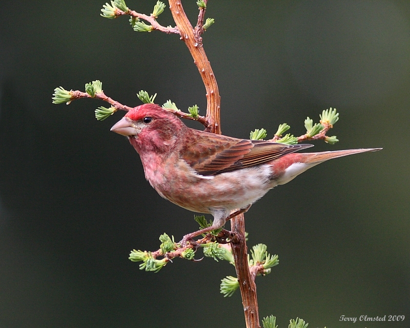 4-18-09 purple finch_4631.JPG