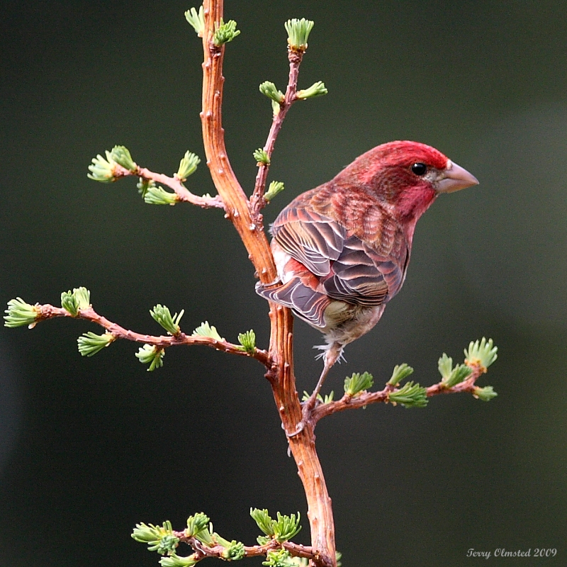 4-18-09 purple finch_4634.JPG