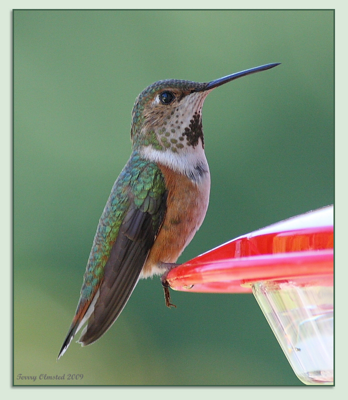 5-14-09 fm rufous hummer_5368fr.jpeg