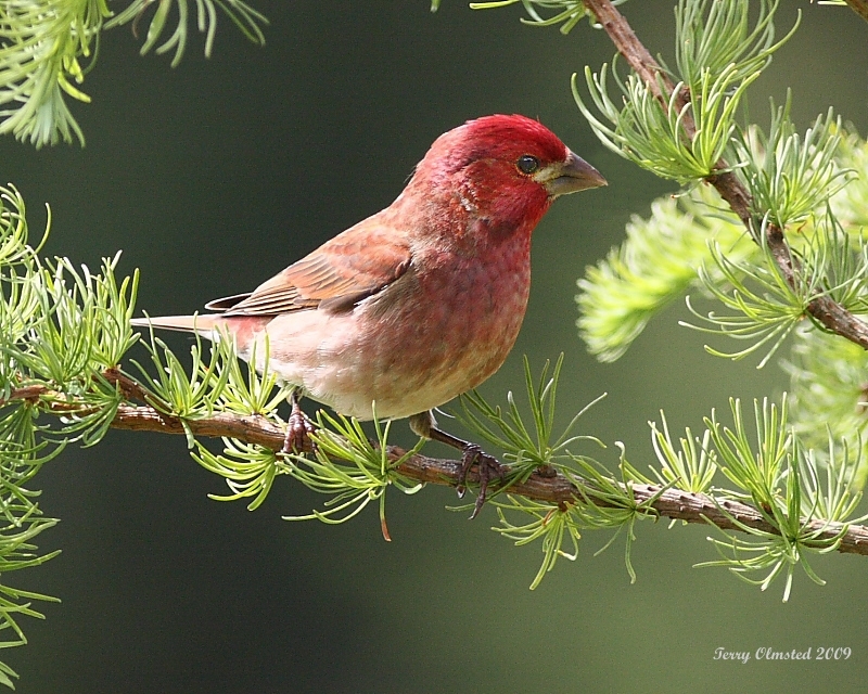 5-14-09 purple finch_5361a.jpeg