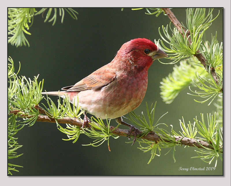 5-14-09 purple finch_5361afr.jpeg