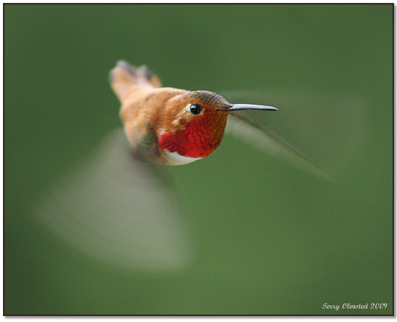 5-19-09  m rufous_5419fr.jpeg