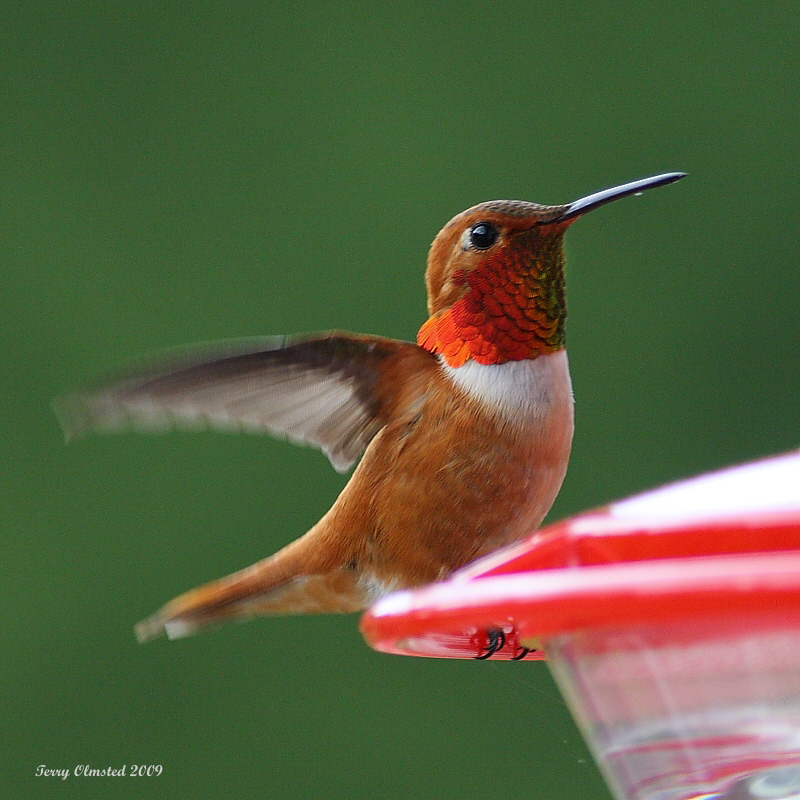 5-19-09 m rufous_5414.jpeg