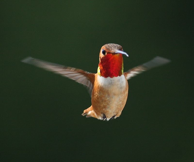 5-20-09 m rufous_5473.JPG