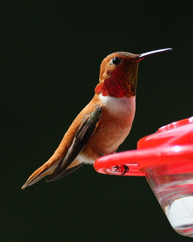 5-20-09 m rufous_5481.JPG