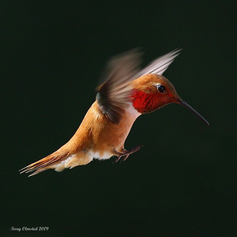 5-21-09 rufous_5646a3.jpeg