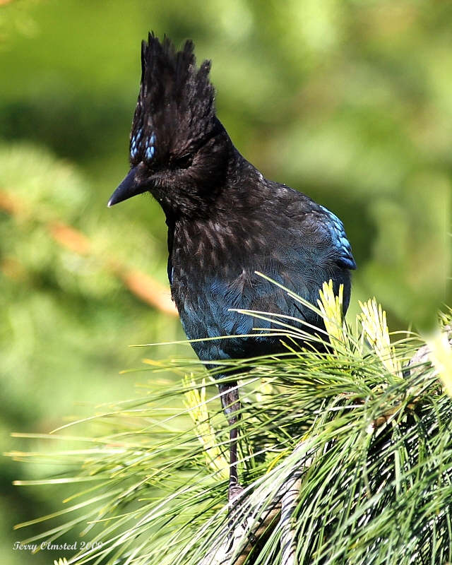 5-22-09 stellars Jay_5664.jpeg