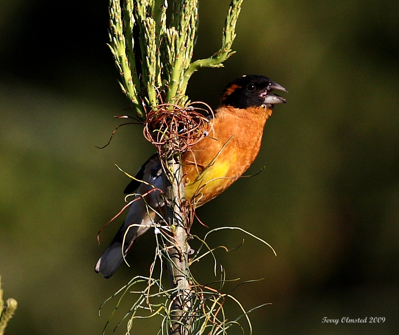 5-24-09 black headed grosbeak_5811.JPG