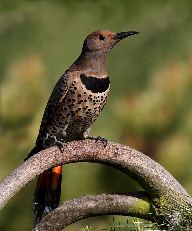 5-26-09 f flicker_5844.JPG